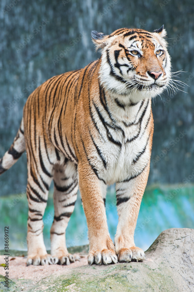 Obraz premium Tiger