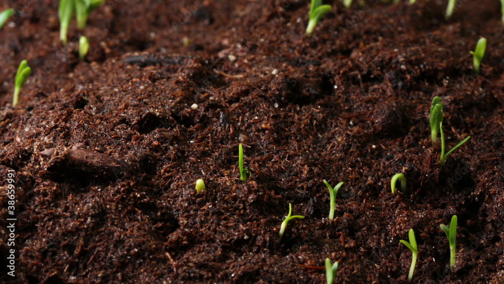 Growing seed of marigold timelapse