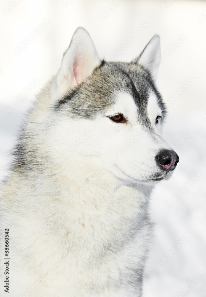 Siberian husky dog portrait at winter