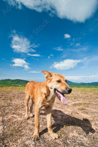 Dog on the hill with blue sky