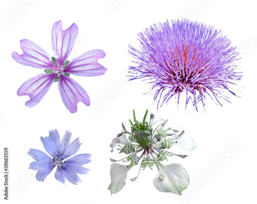 Wildflowers in isolation