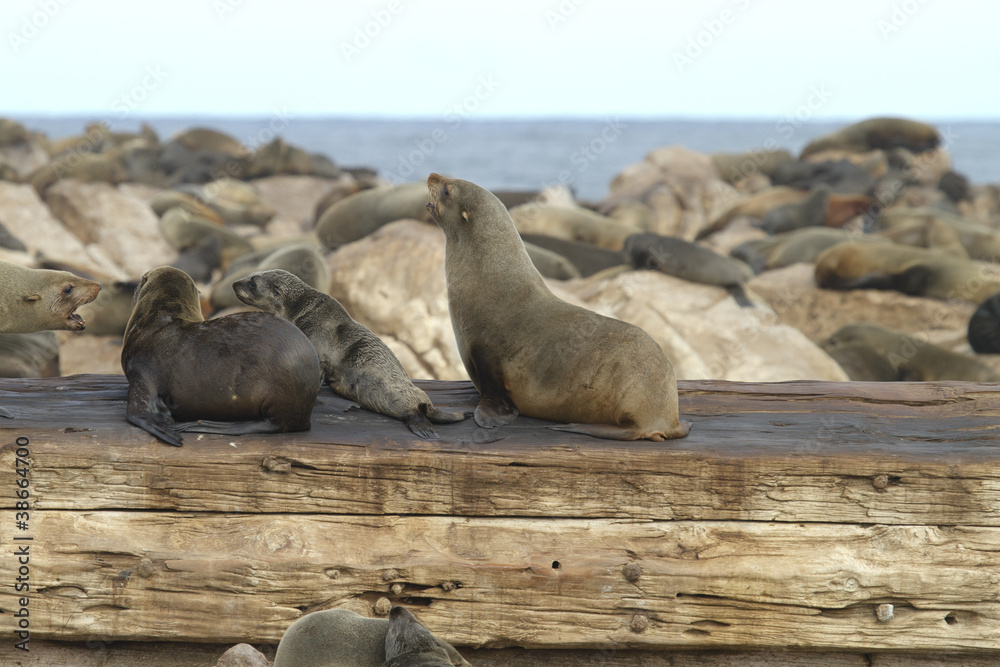 Naklejka premium sea lions