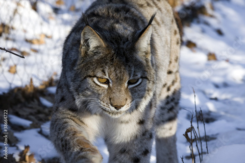 Eurasian lynx  Lynx lynx  walking in the snow