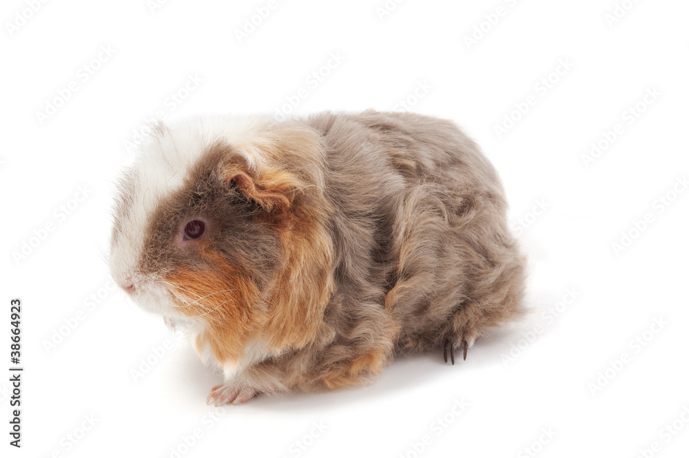 One guinea pig merino on white background