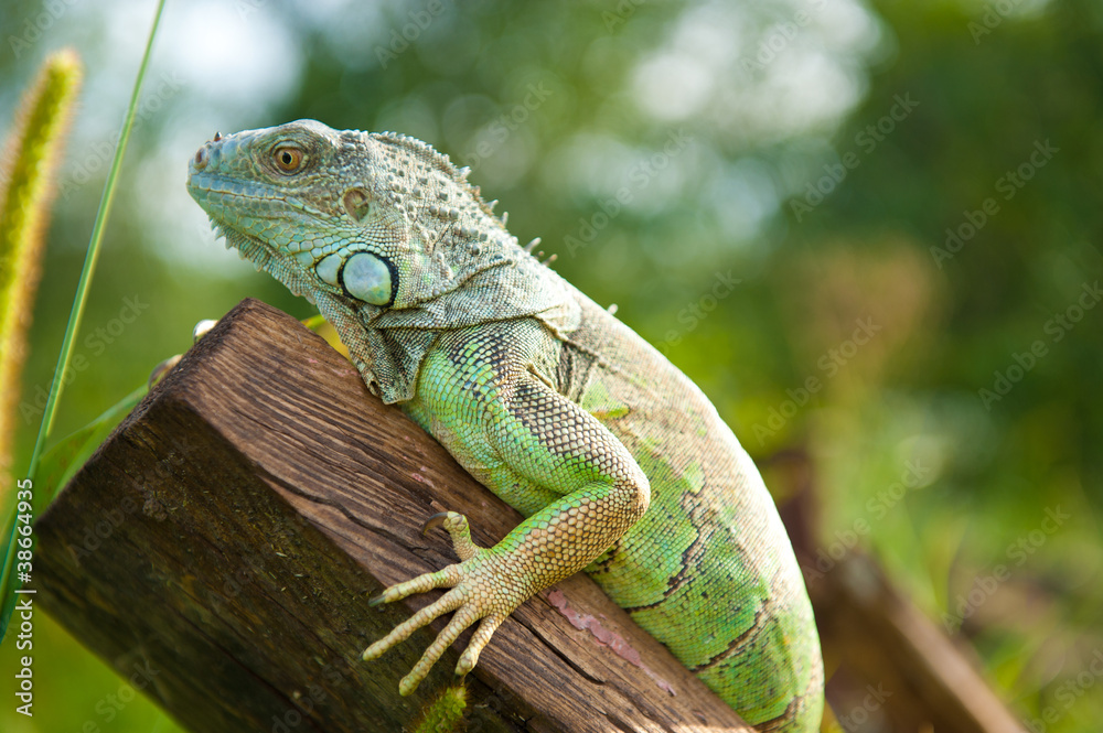 Fototapeta premium green iguana on the log