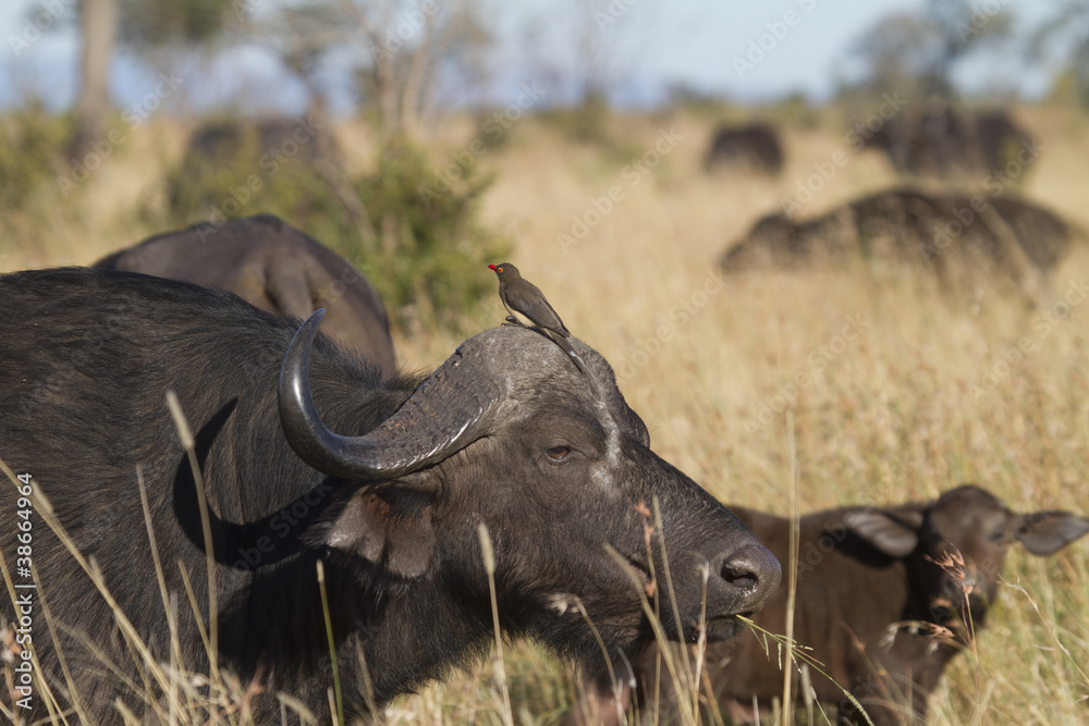 Obraz premium Buffalo and Oxpecker