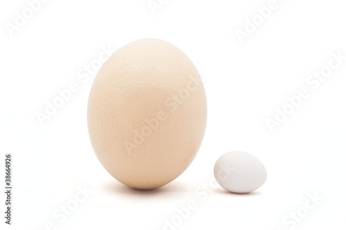 Ostrich and chicken egg