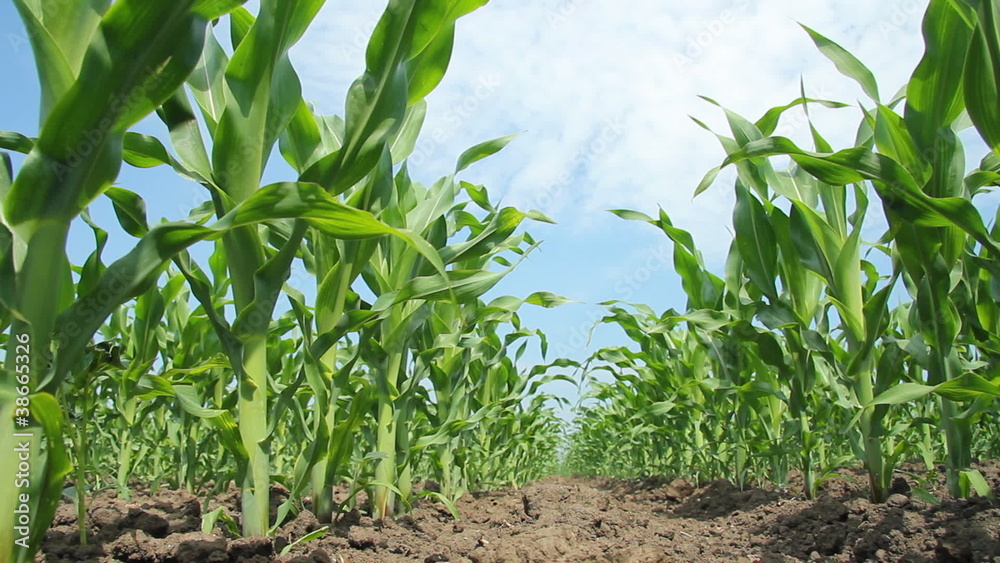 Green Corn Field Green Corn Field