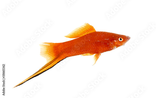 Goldfish closeup in water isolated on white