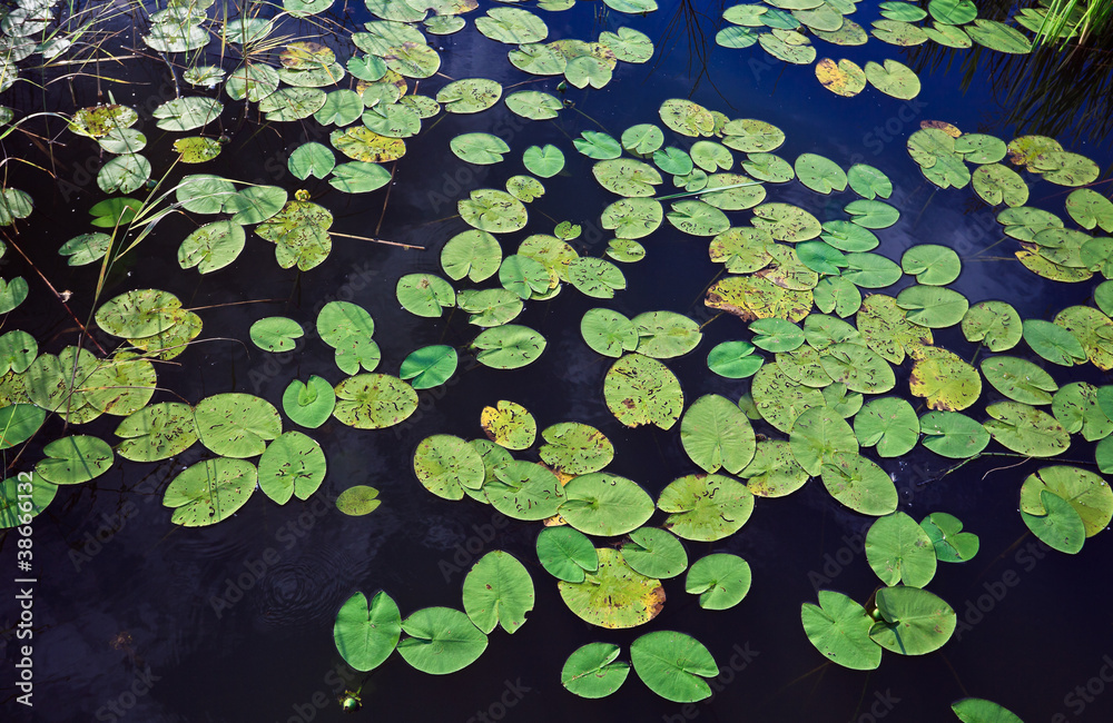 Water lily leafs on the surface of the lake Water lily leafs on the surface of the lake