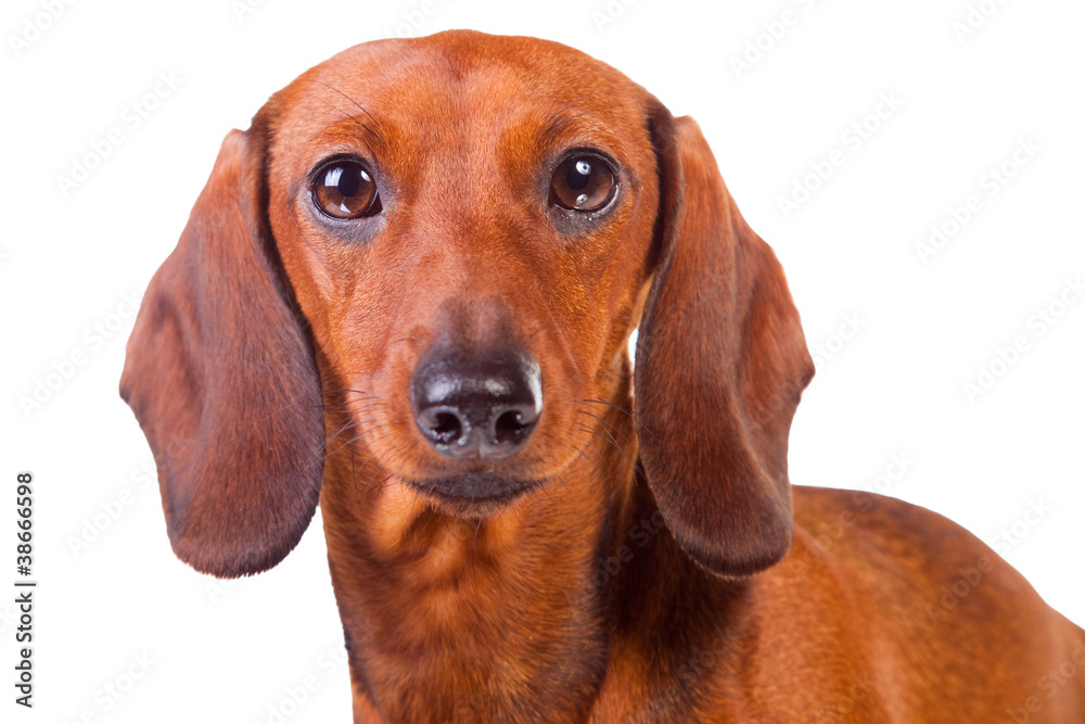 Dachshund Dog on  isolated  white