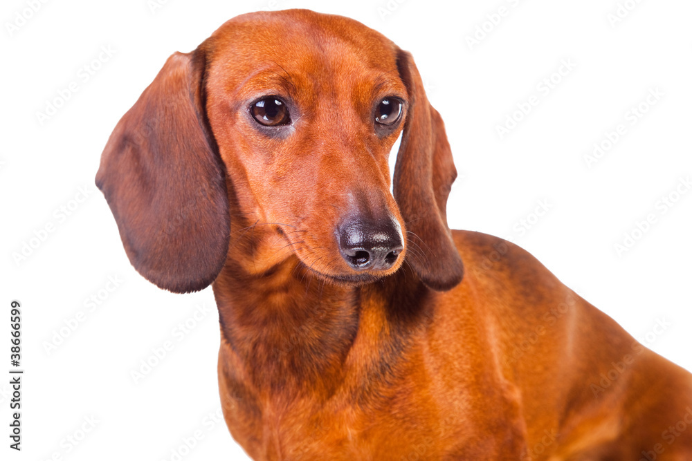 Dachshund Dog on  isolated  white