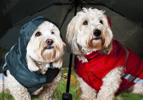 Photography Dressed up dogs under umbrella