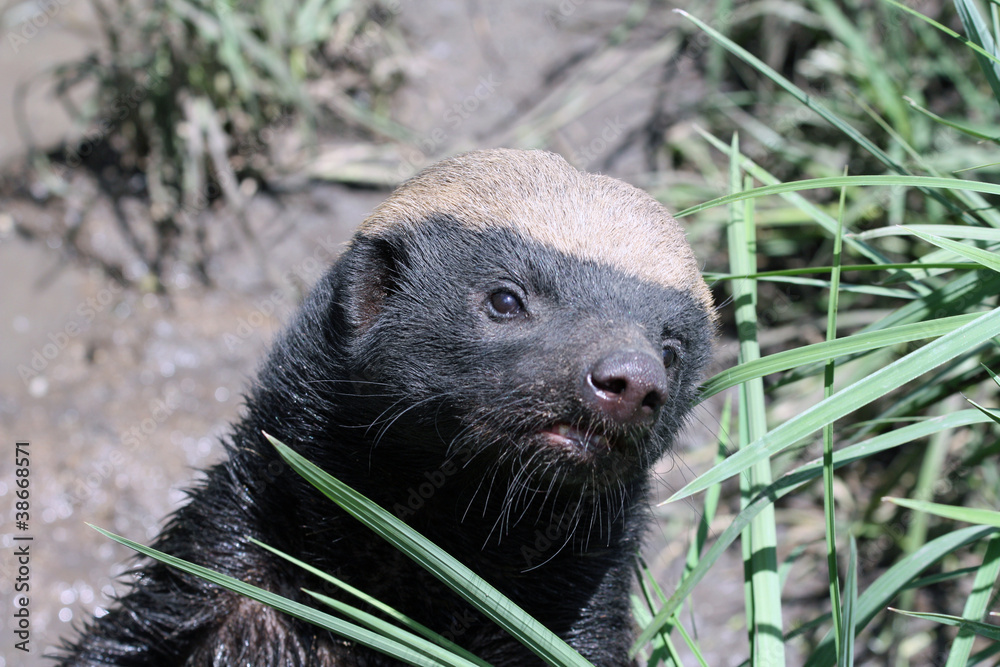 Honey Badger Stock Photo Adobe Stock