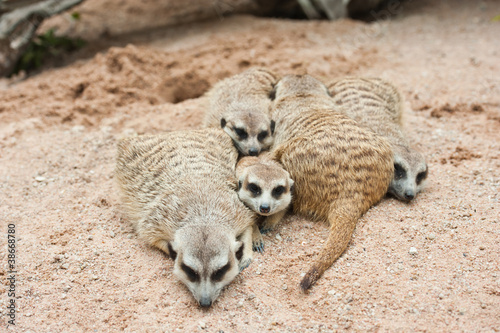 Family of Meerkats © sattapapan tratong
