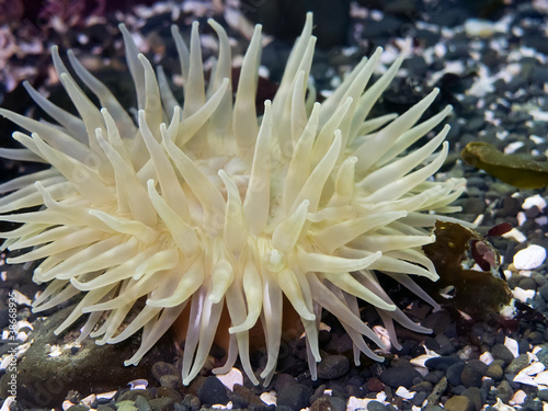 Painted Anemone Urticina crassicornis