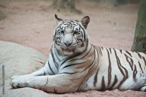 White tiger