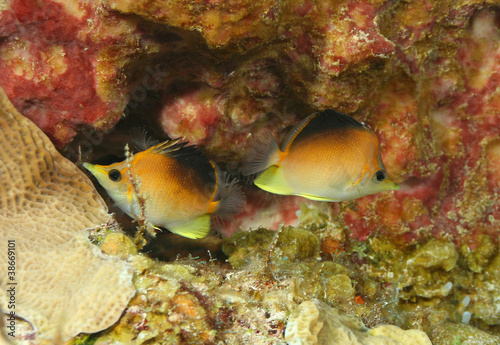 Longsnout Butterflyfish Pair  Prognathodes aculeatus  - Cozumel