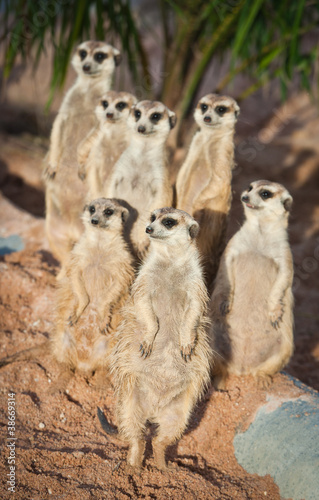 Family of Meerkats