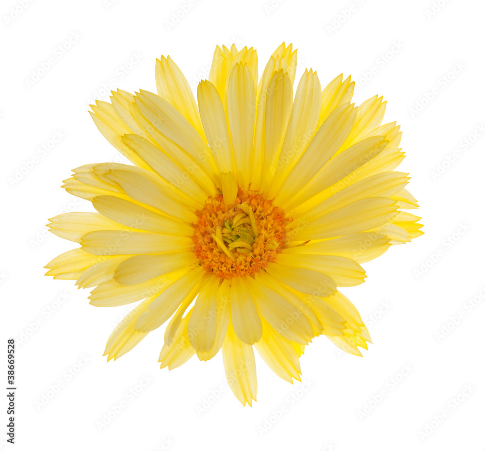 single light yellow flower