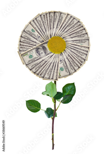 money flower isolated on white