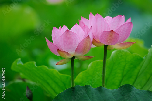 lotus flower . photo