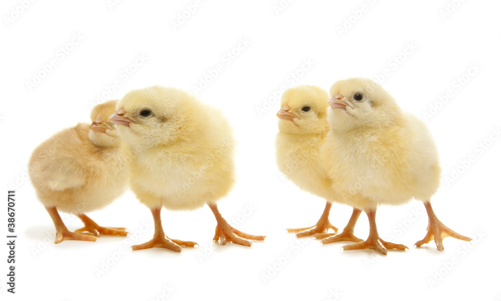 chicken chicken
