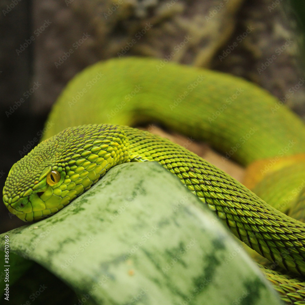 Obraz premium green snake