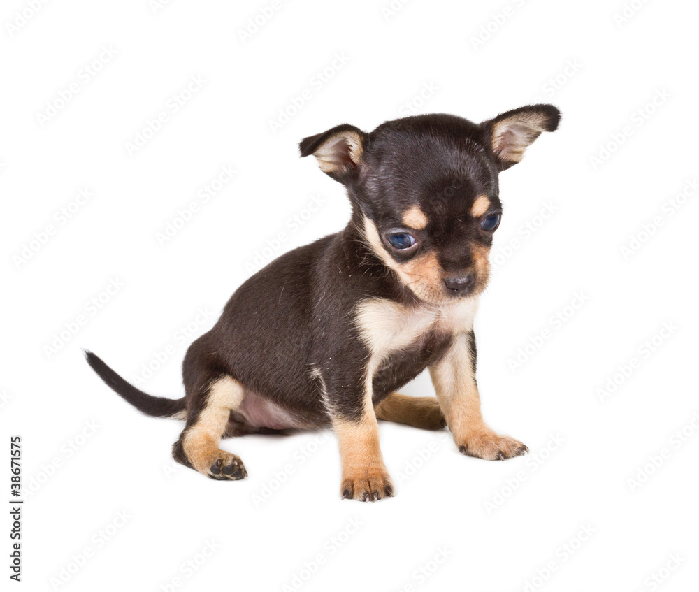 chihuahua puppy