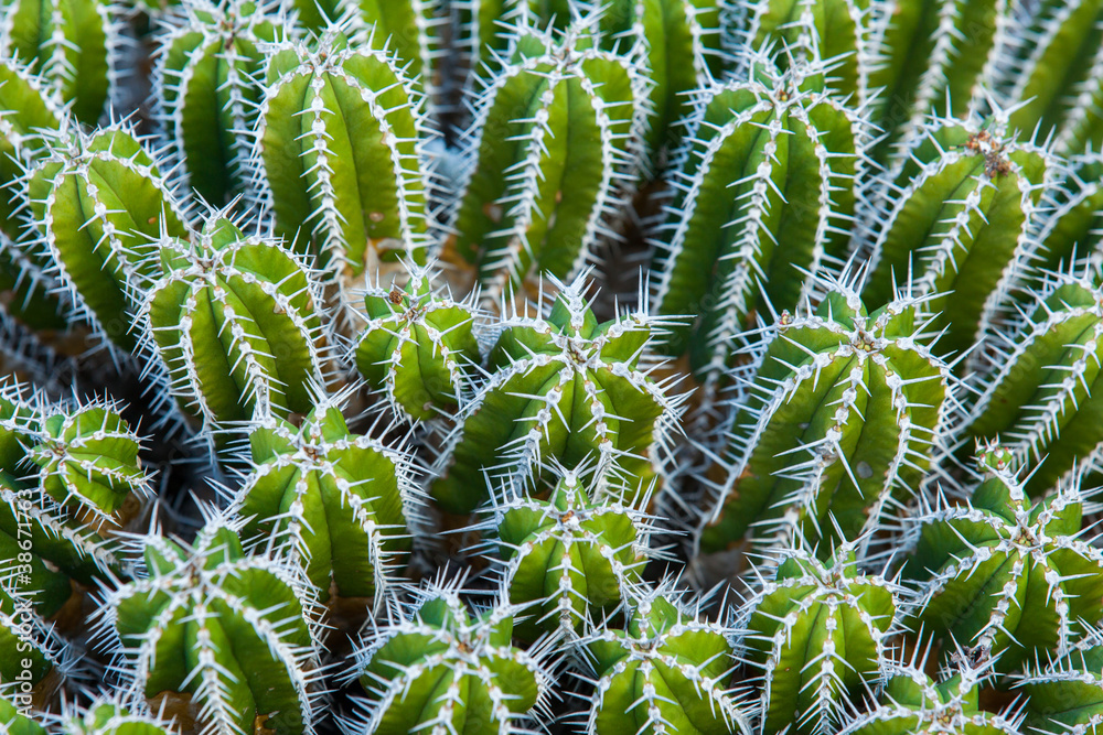 Fototapeta premium Close-up cactus