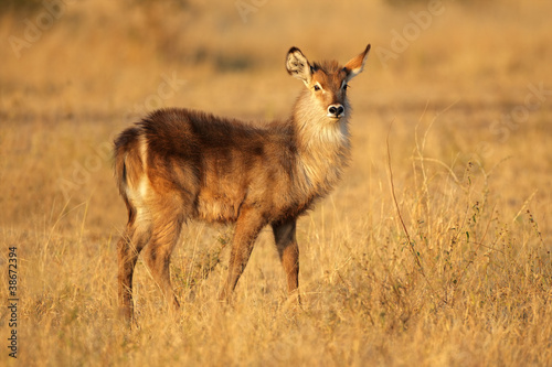 Young waterbuck in late afternoon light