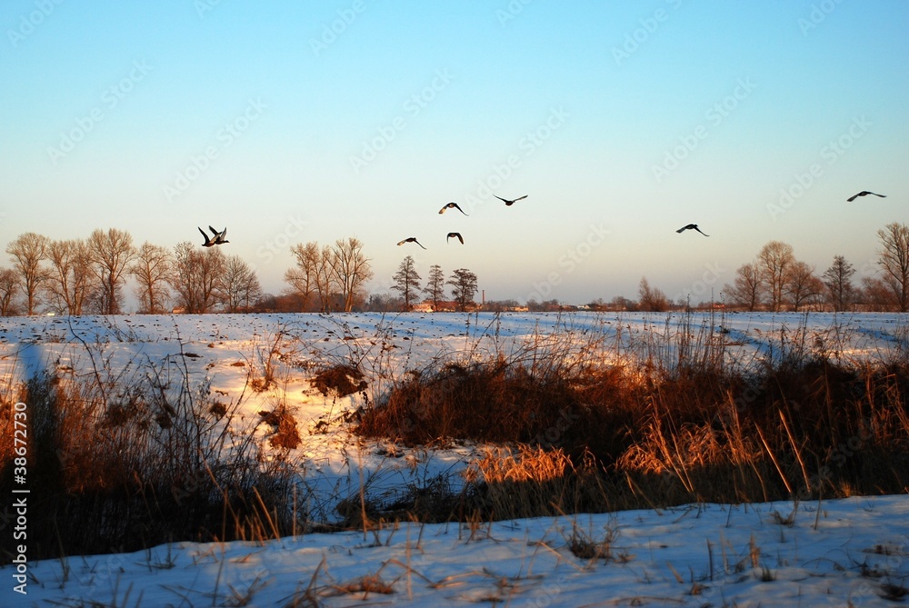 Kaczki nad polami - pejzaż zimowy