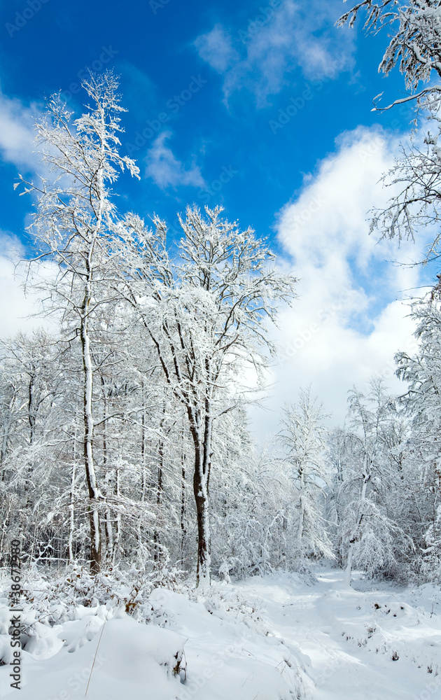 Obraz premium Snowbound winter earthroad