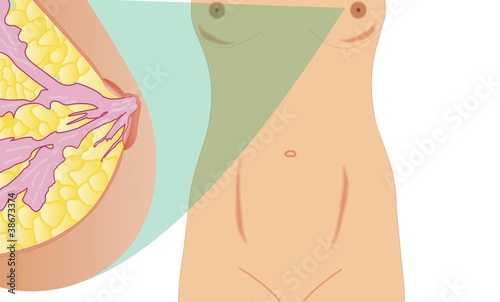 Female breast anatomic cross section