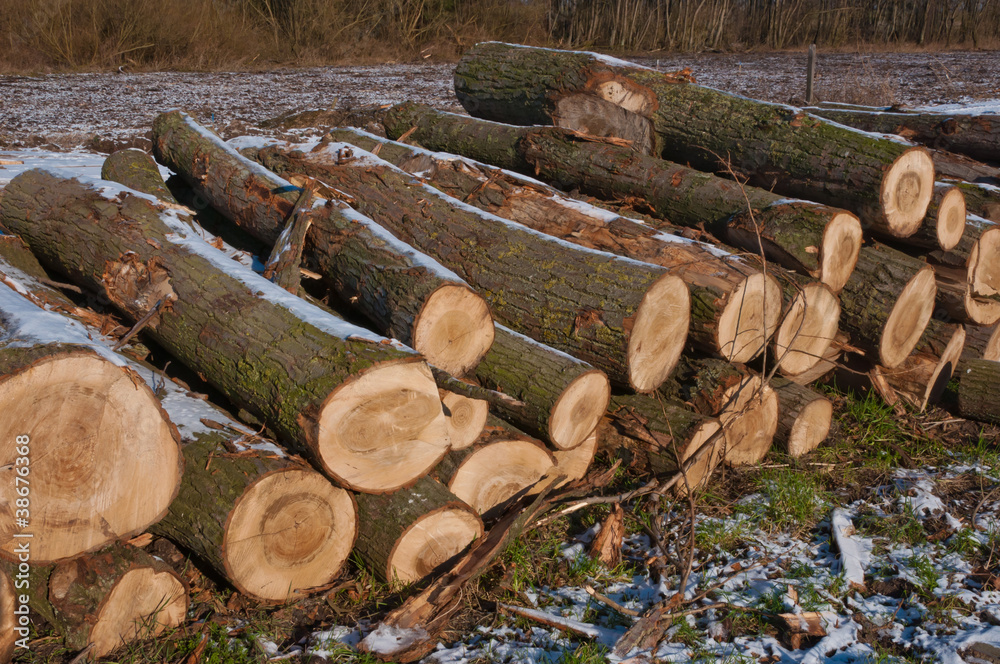 Stack of logs with some snow waiting in the field Stack of logs with some snow waiting in the field