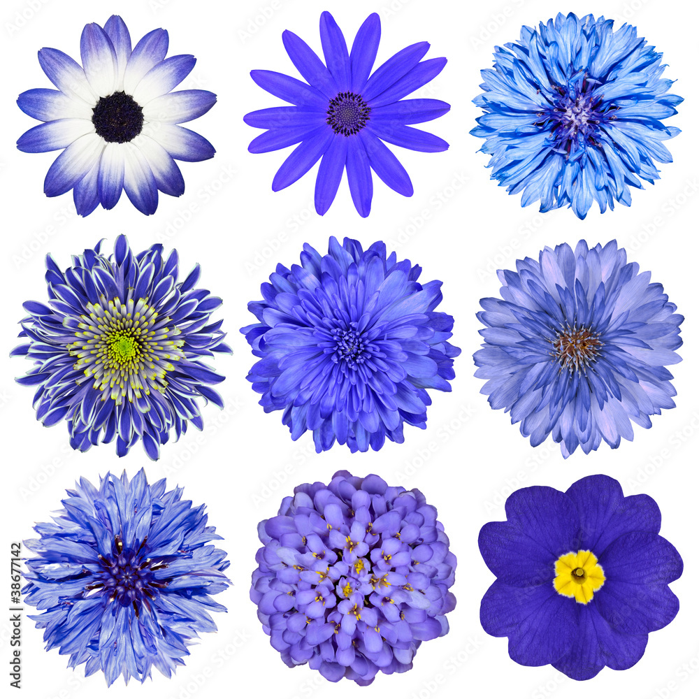 Various Blue Flowers Selection Isolated on White Various Blue Flowers Selection Isolated on White