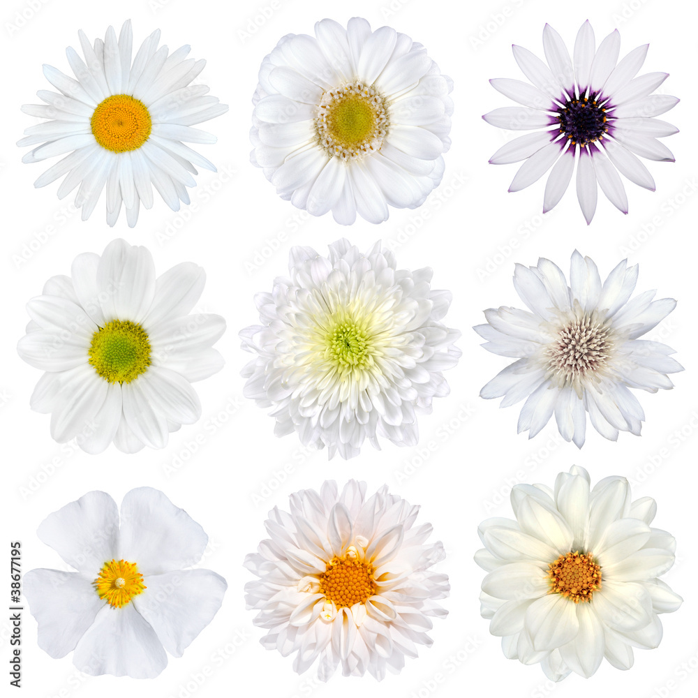Various Selection of White Flowers Isolated Various Selection of White Flowers Isolated