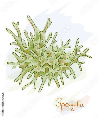 Spongilla