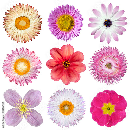 Various Pink, Red, White Flowers Isolated on White