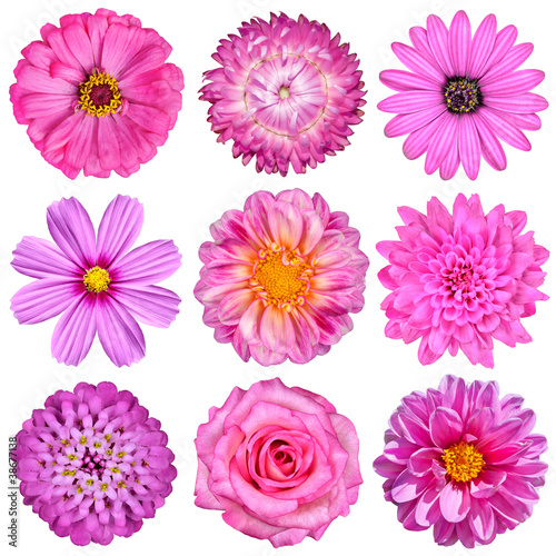Fototapeta Naklejka Na Ścianę i Meble -  Selection of Pink White Flowers Isolated on White
