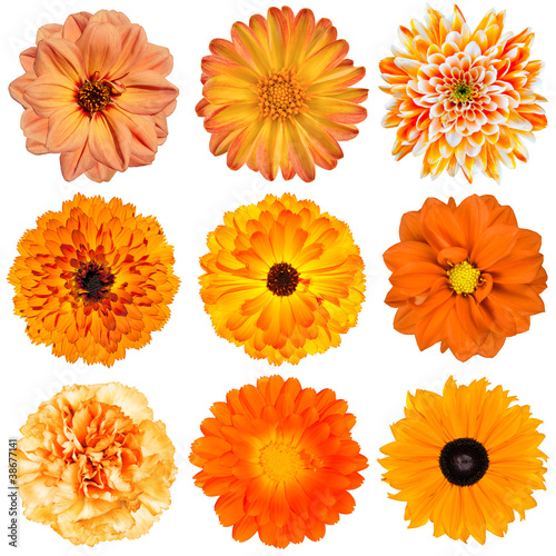 Fototapeta Naklejka Na Ścianę i Meble -  Selection of Orange Flowers Isolated on White