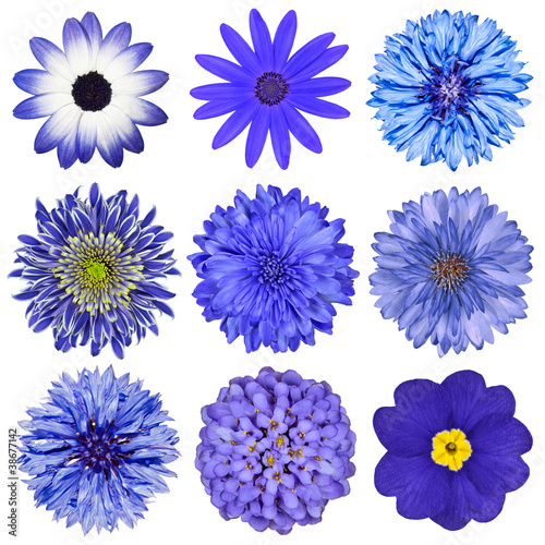 Fototapeta Naklejka Na Ścianę i Meble -  Various Blue Flowers Selection Isolated on White