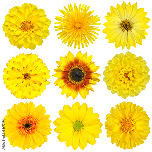 Collection of Yellow Flowers Isolated on White