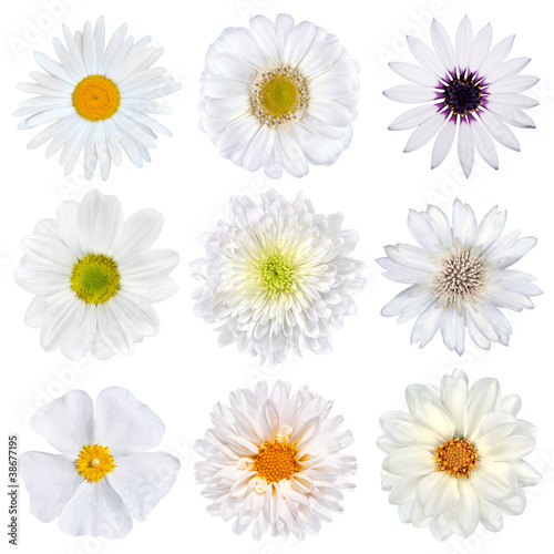 Fototapeta Naklejka Na Ścianę i Meble -  Various Selection of White Flowers Isolated