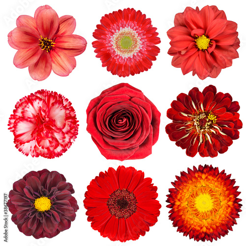 Selection of Red Flowers Isolated on White