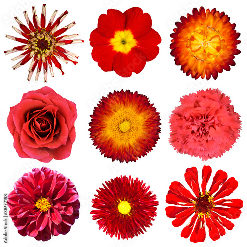Collection of Red Flowers Isolated on White