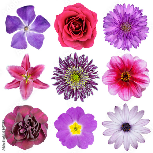 Fototapeta Naklejka Na Ścianę i Meble -  Various Pink, Purple, Red Flowers Isolated on White