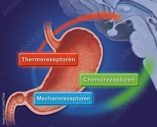 Magen und  Gehirn,Thermo-, Chemo- und Mechanorezeptorenwirkung photo