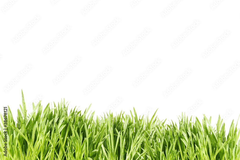 Fototapeta premium grass