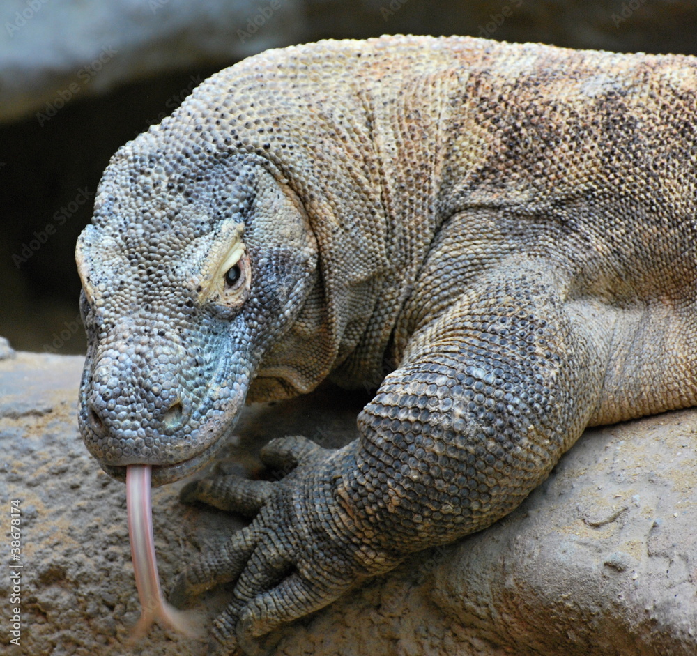 Fototapeta premium komodo dragon